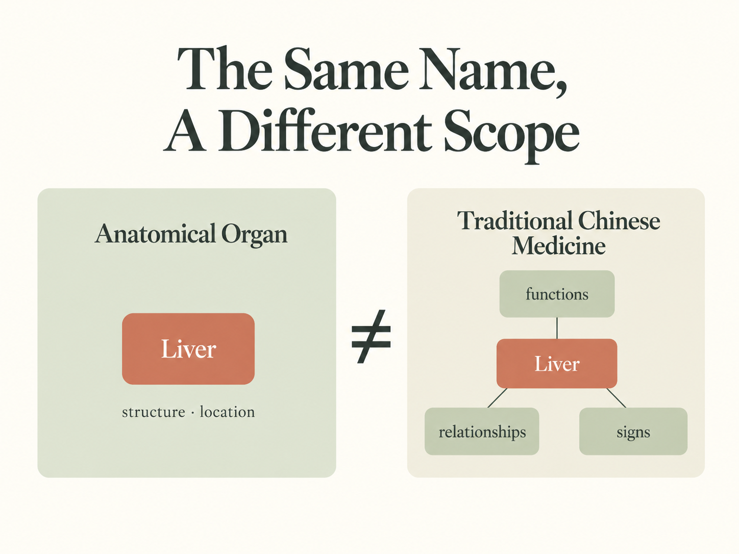 An anatomical organ and a Traditional Chinese Medicine organ concept shown as different scopes, with Liver as an example.