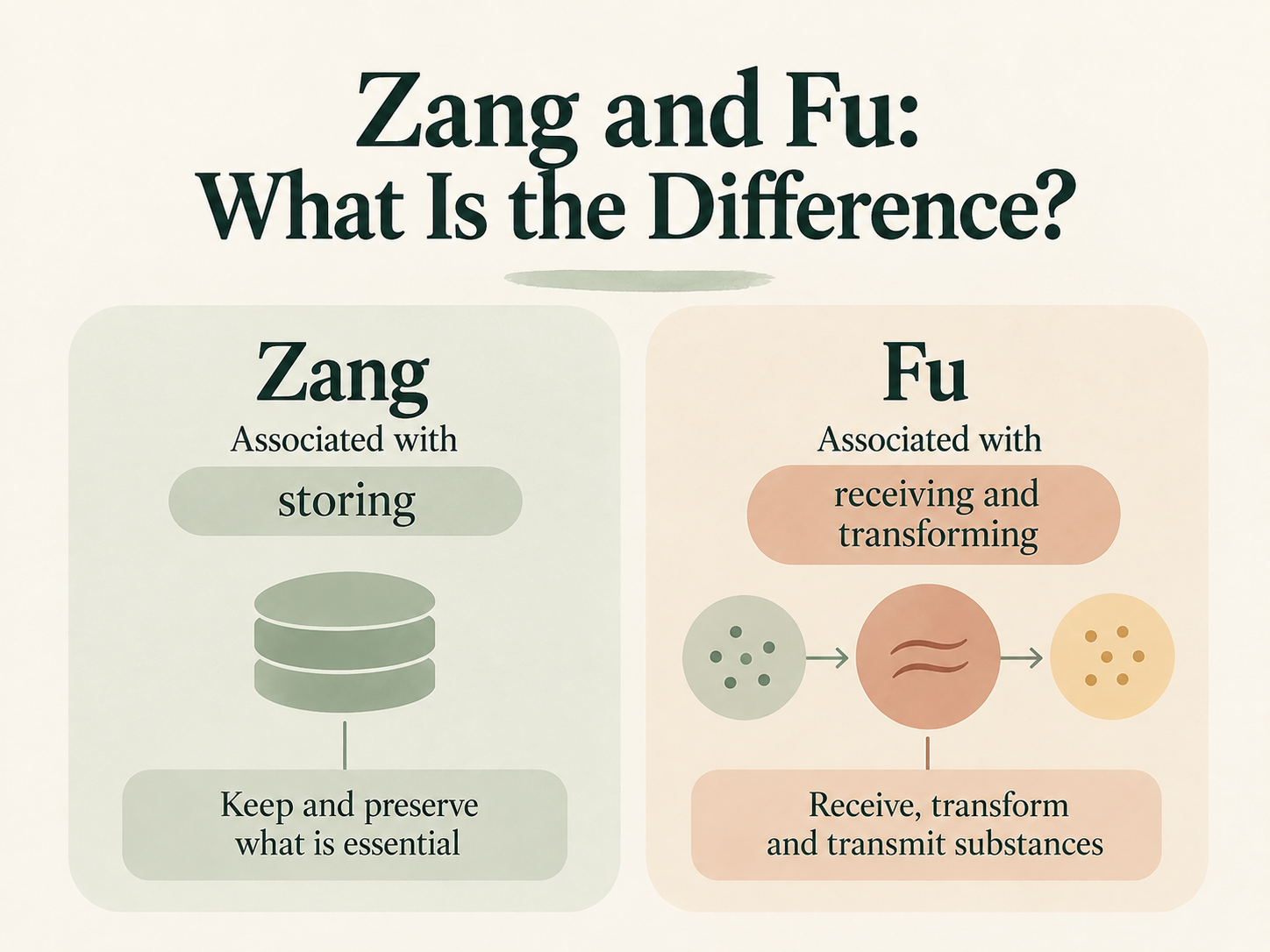 Zang associated with storing, and Fu associated with receiving, transforming and transmitting substances.